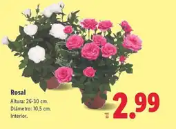 Lidl Rosal oferta