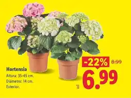 Lidl Hortensia oferta