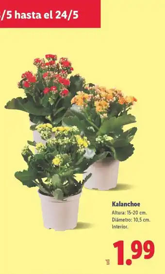 Lidl Kalanchoe oferta