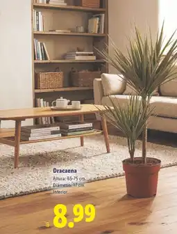 Lidl Dracaena oferta