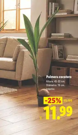 Lidl Palmera cocotera oferta