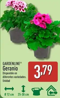 ALDI GARDENLINE Geranio oferta