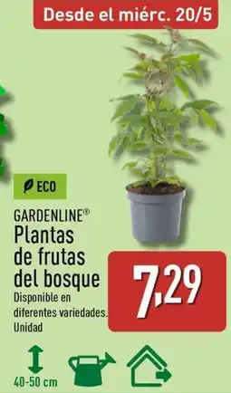 ALDI GARDENLINE Plantas de frutas del bosque oferta
