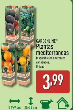 ALDI GARDENLINE Plantas mediterráneas oferta