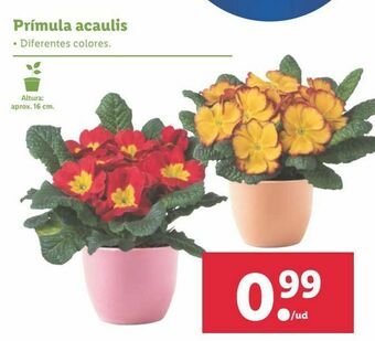 Lidl Plantas con flor oferta