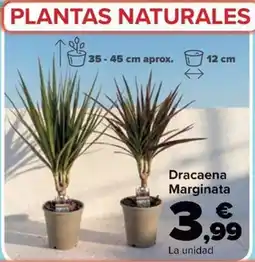 Carrefour Dracaena Marginata oferta