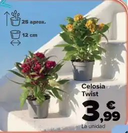 Carrefour Celosia Twist oferta