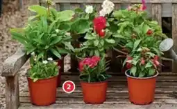 Alcampo Planta de temporada oferta