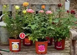 Alcampo Rosal brotado oferta