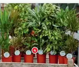 Alcampo Mix planta verde XXL oferta