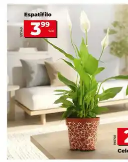 Maxi Dia Espatifilo oferta