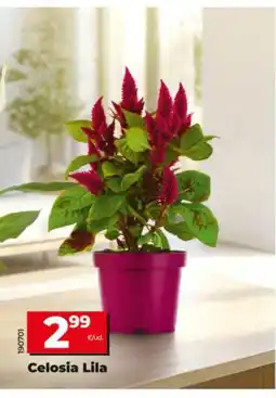 Maxi Dia Celosia lila oferta