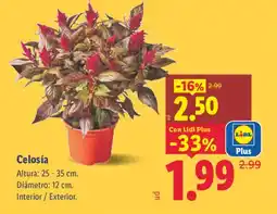 Lidl Celosía oferta