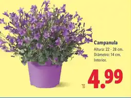 Lidl Campanula oferta