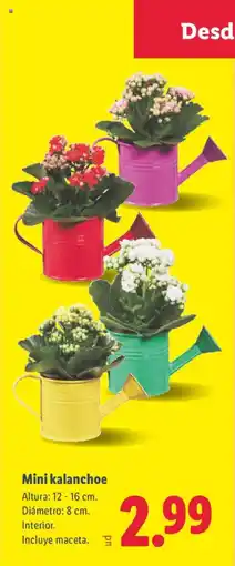 Lidl Mini kalanchoe oferta