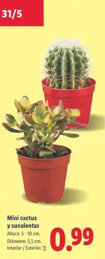Lidl Mini cactus y suculentas oferta