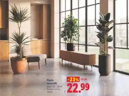 Lidl Planta verde XXL oferta