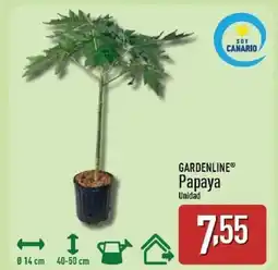 ALDI GARDENLINE Papaya oferta