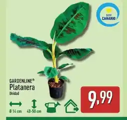 ALDI GARDENLINE Platanera oferta
