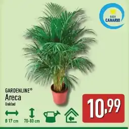 ALDI GARDENLINE Areca oferta