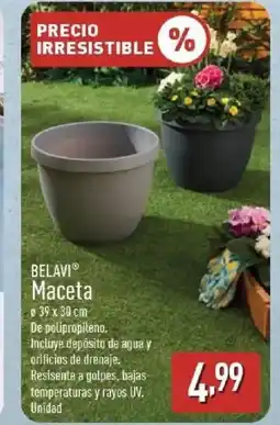 ALDI BELAVI Maceta oferta