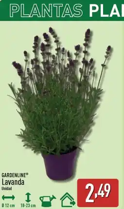 ALDI GARDENLINE Lavanda oferta