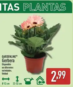 ALDI GARDENLINE Gerbera oferta