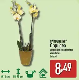 ALDI GARDENLINE Orquídea oferta