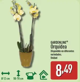 ALDI GARDENLINE Orquídea oferta