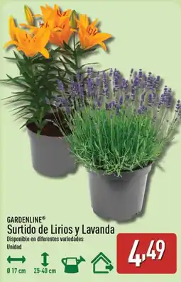 ALDI GARDENLINE Surtido de Lirios y Lavanda oferta