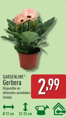 ALDI GARDENLINE Gerbera oferta