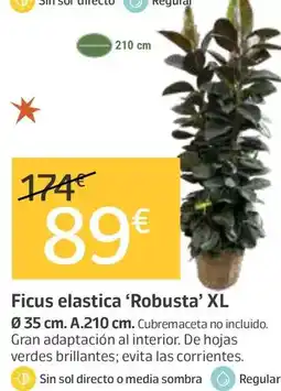Jardiland Ficus elastica 'robusta' xl oferta