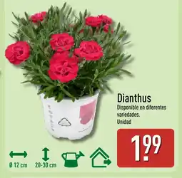 ALDI Dianthus oferta