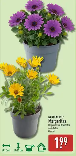 ALDI GARDENLINE Margaritas oferta