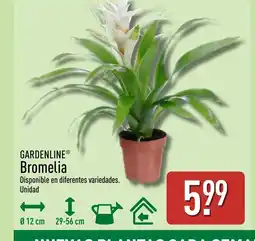 ALDI GARDENLINE Bromelia oferta