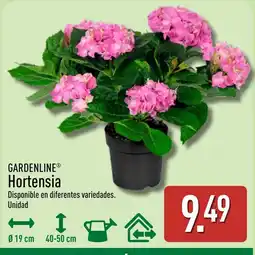 ALDI GARDENLINE Hortensia oferta
