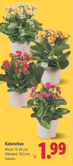 Lidl Kalanchoe oferta