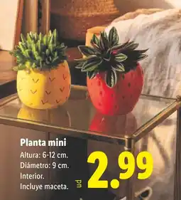 Lidl Planta mini oferta