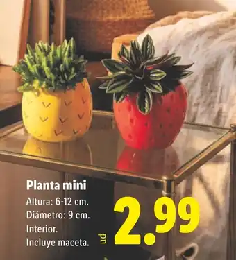 Lidl Planta mini oferta