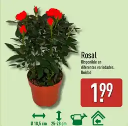 ALDI Rosal oferta