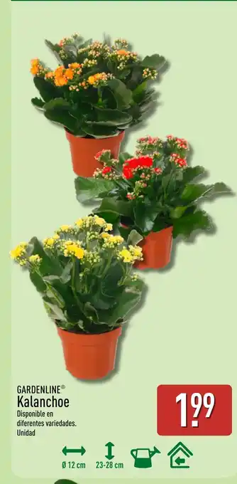 ALDI GARDENLINE Kalanchoe oferta