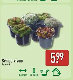 ALDI Sempervivum oferta