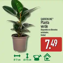 ALDI GARDENLINE Planta verde oferta