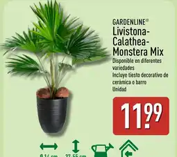 ALDI GARDENLINE Livistona- Calathea- Monstera Mix oferta