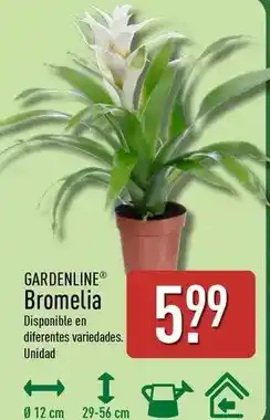 ALDI Gardenline - bromelia oferta