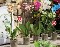Alcampo Orquídea Phalenopsis 2 tallos oferta