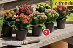 Alcampo Kalanchoe Calandivata oferta