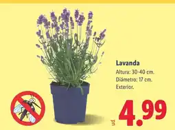 Lidl Lavanda oferta