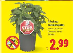 Lidl Albahaca antimosquitos oferta