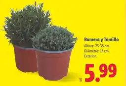 Lidl Romero y Tomillo oferta